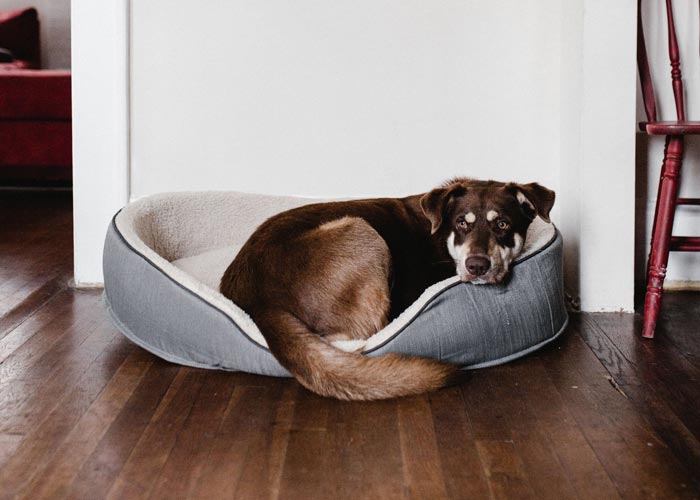 Thing To Do Pet Friendly